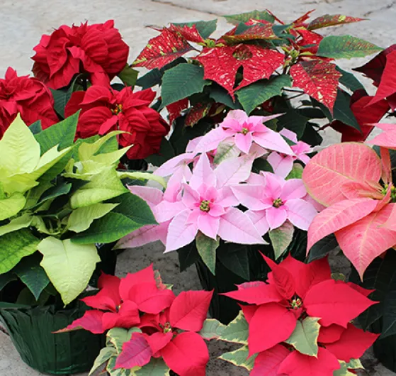 PTC Horticulture Students to Sell Poinsettias